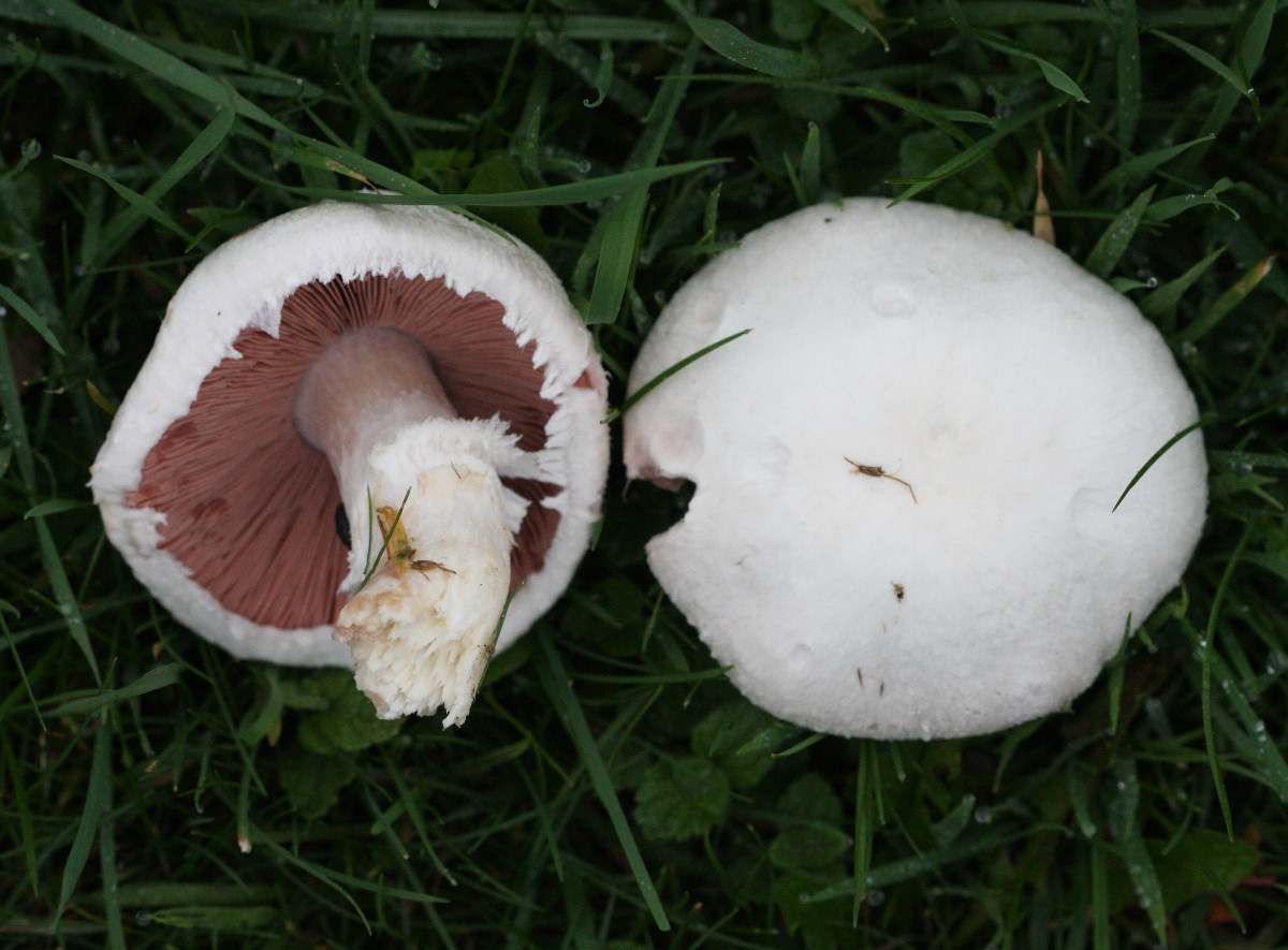 قارچ خوراکی معمولی 